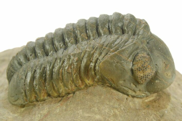 Detailed Reedops Trilobite - Atchana, Morocco #377000